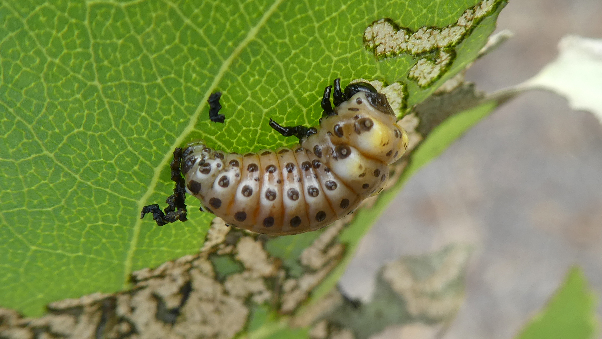 Larva, Rio Grande Bosque, Albuquerque, May 2021
