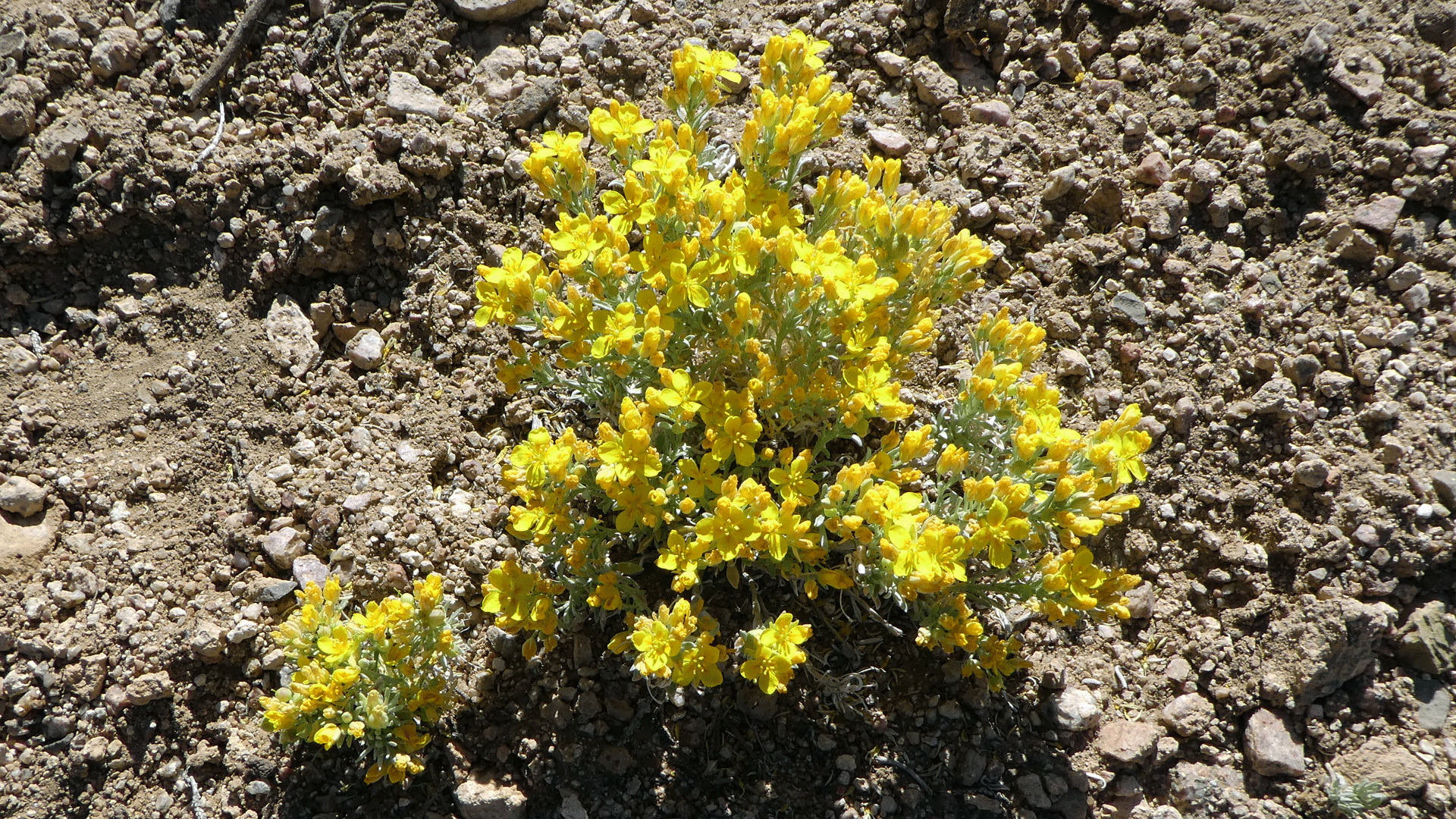 Sandia Mountains foothills, May 2020