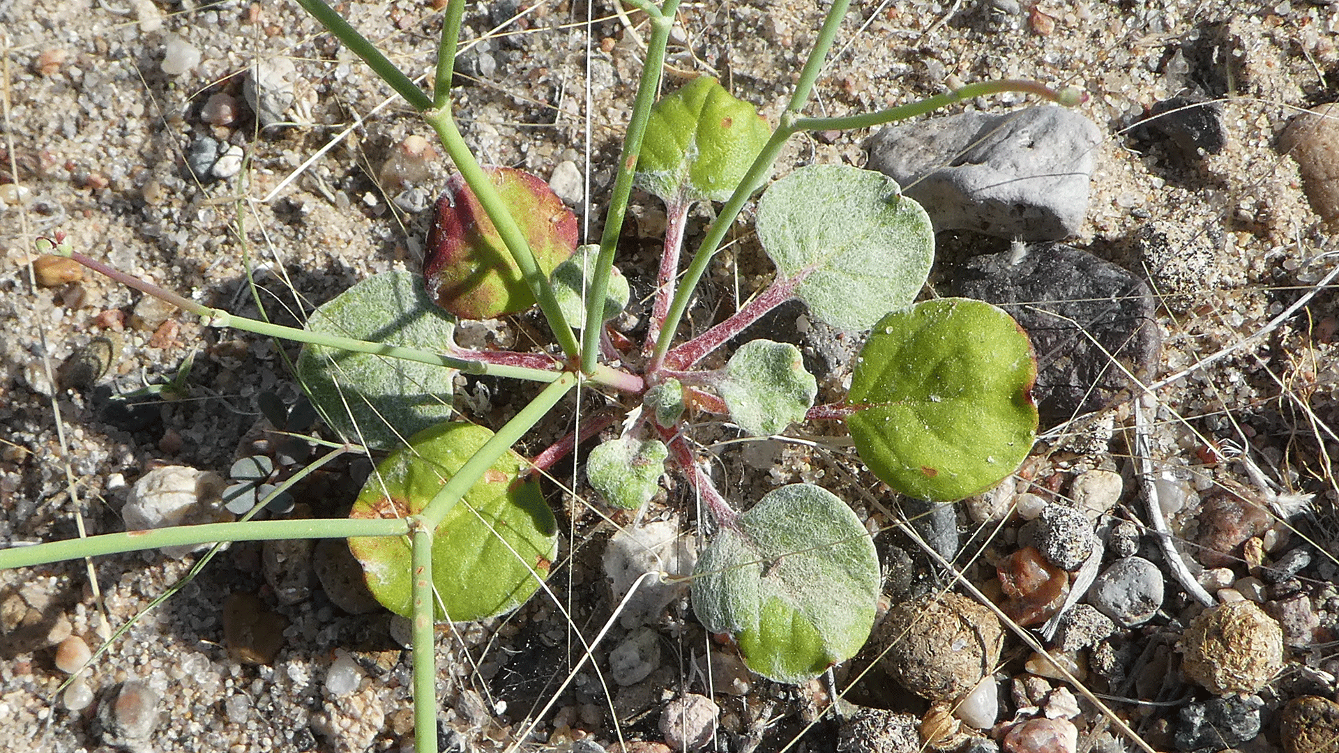 Basal leaves, Albuquerque, June 2020