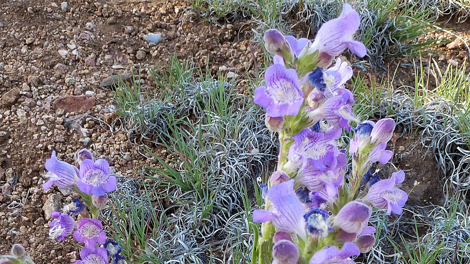 Pino Trail, Sandia Mountains, May 2016