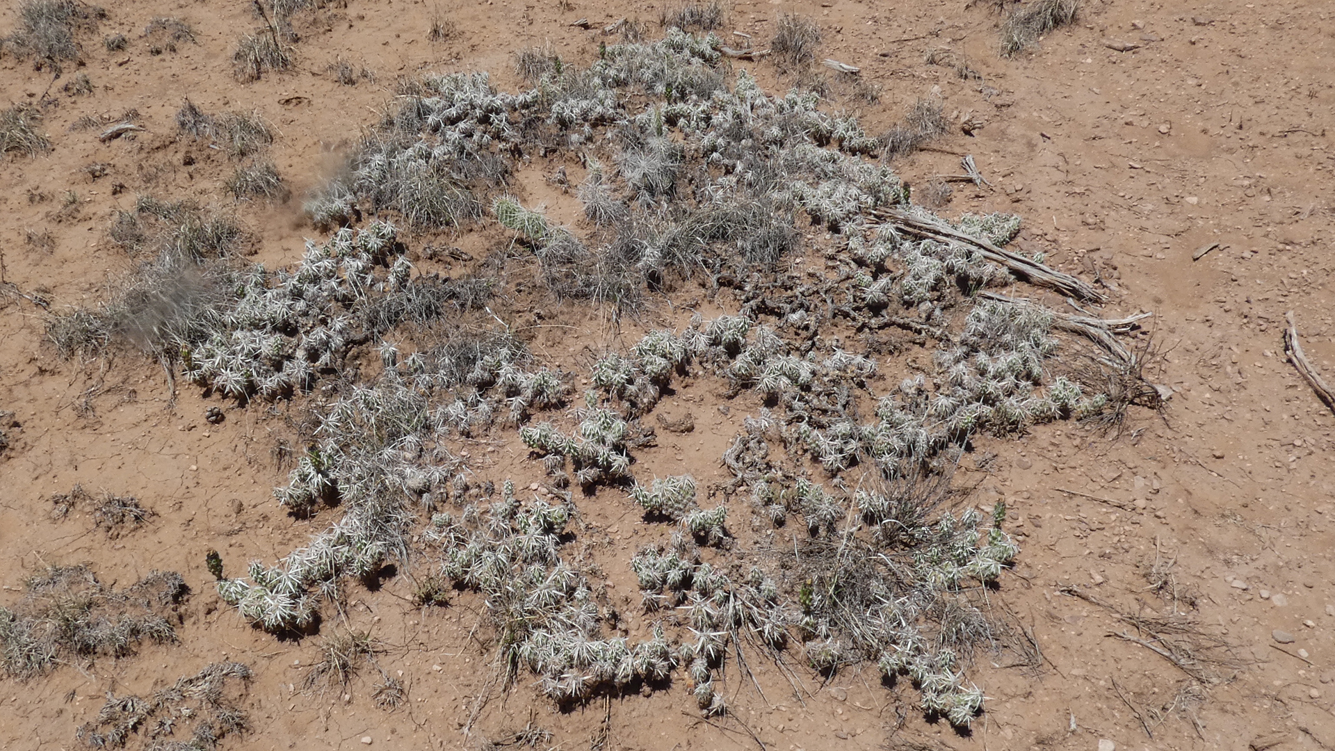 Golden Open Space, July 2021