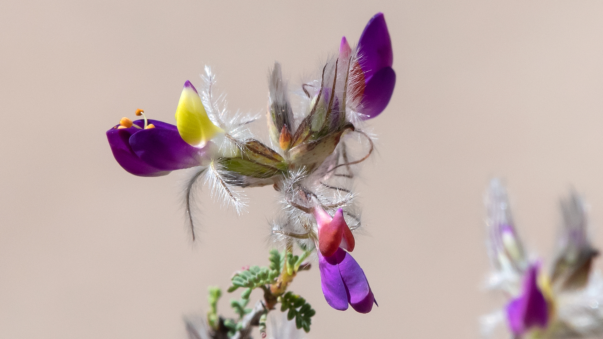 Rio Grande Nature Center, May 2023