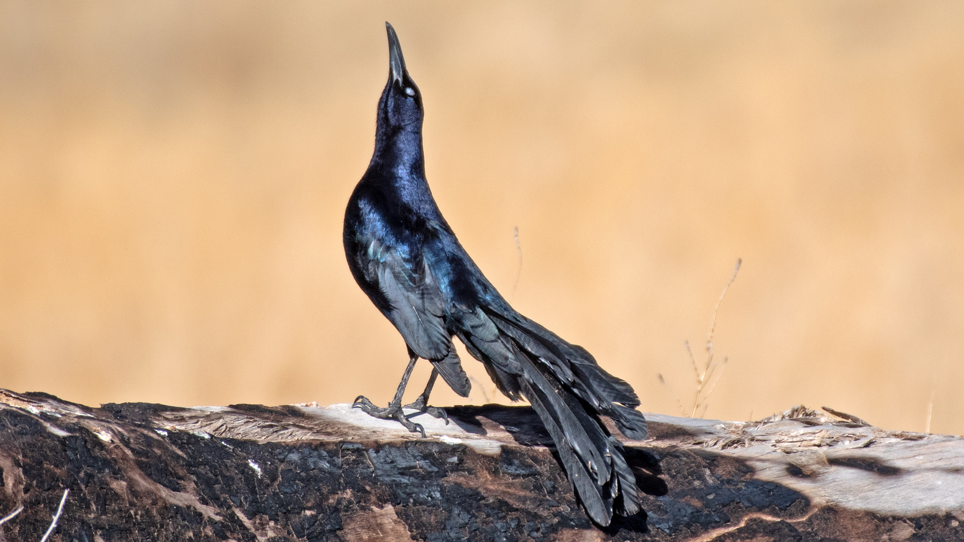 Male beak-up display, Belen Marsh, April 2025
