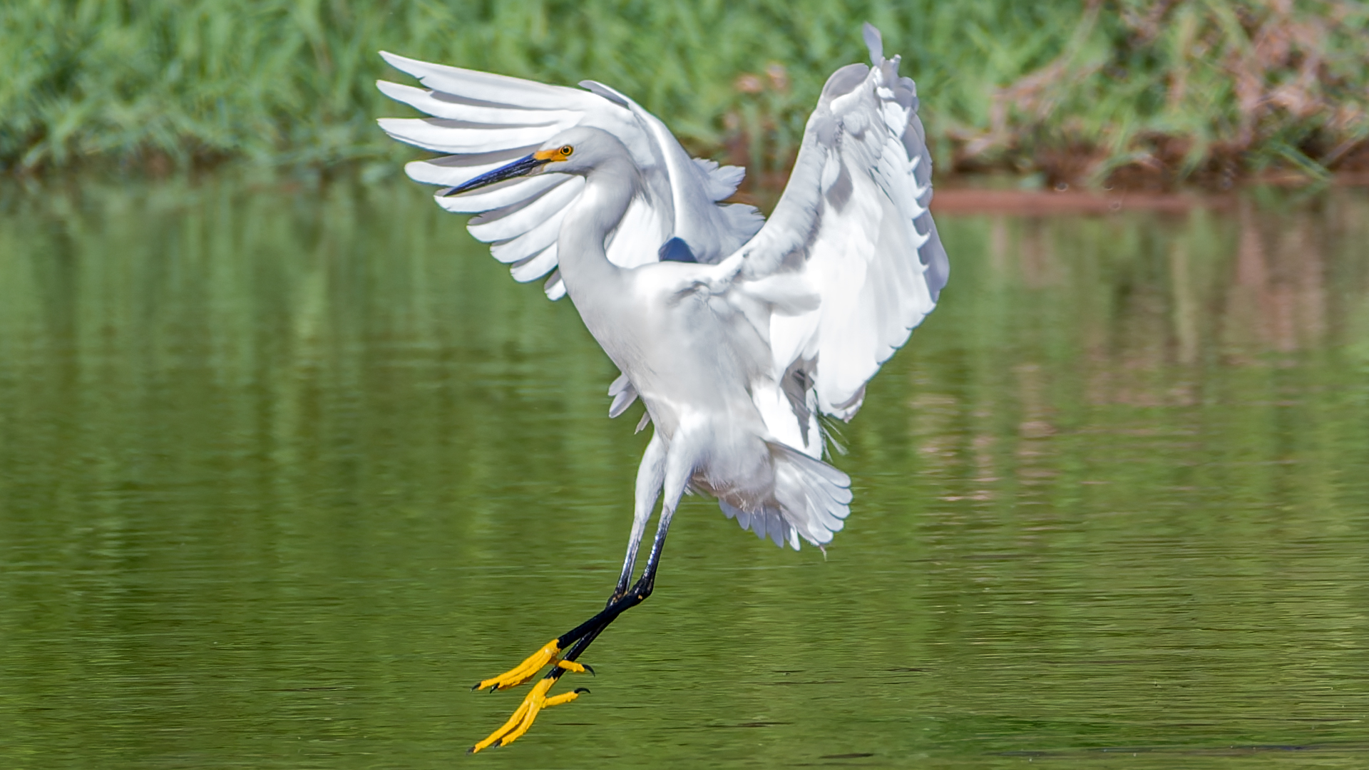 Rio Grande, Albuquerque, June 2026