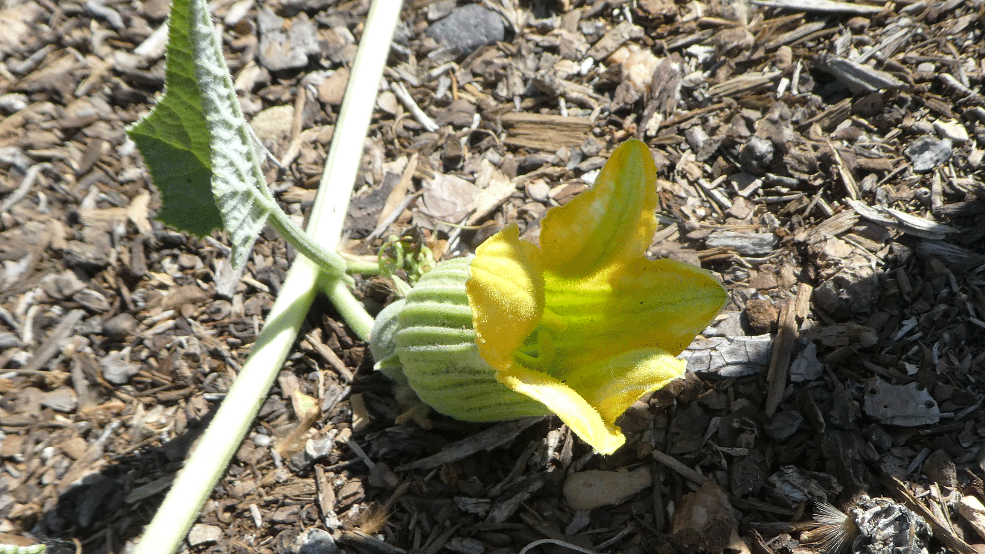 Young male flower, Albuquerque, June 2020