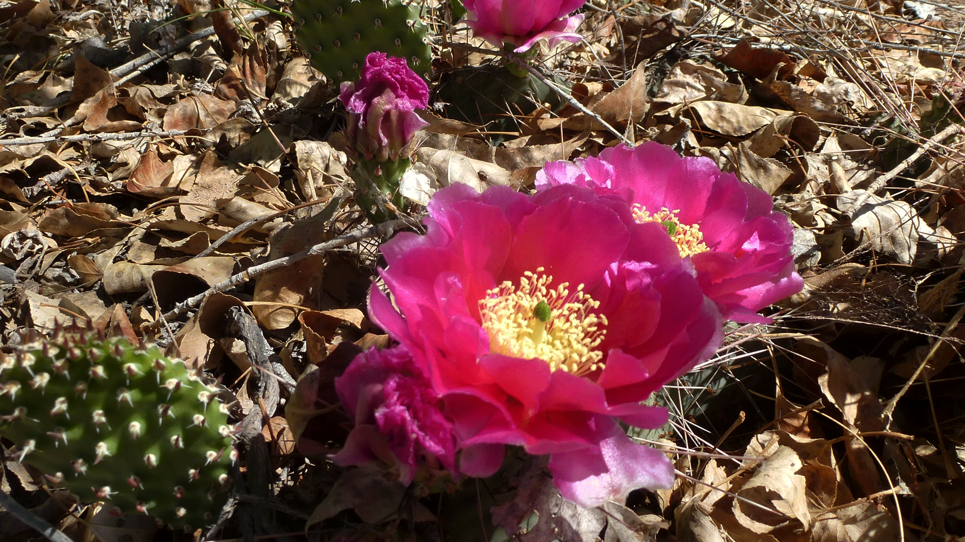 O. polycantha var. juniperina? Rio Grande bosque, Albuquerque, May 2016