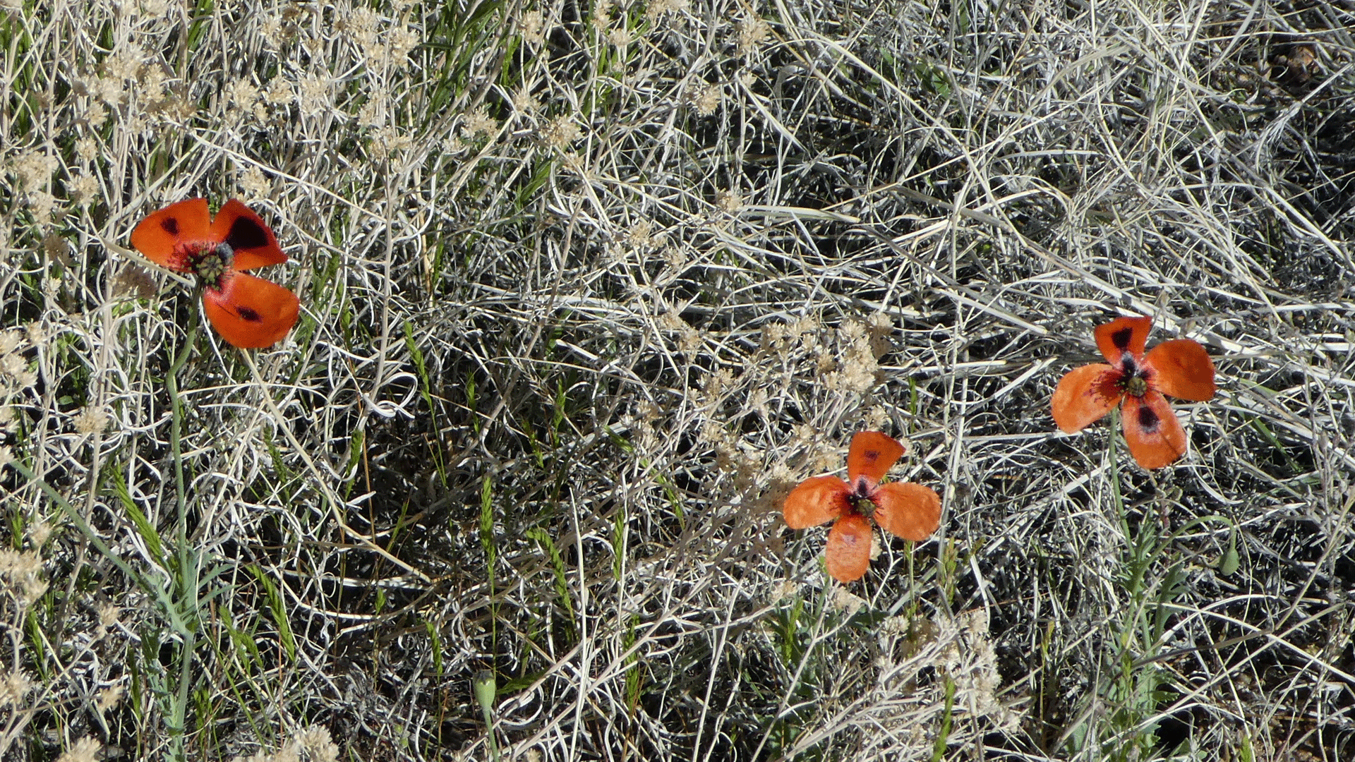 Sandia Mountains Foothills, May 2020