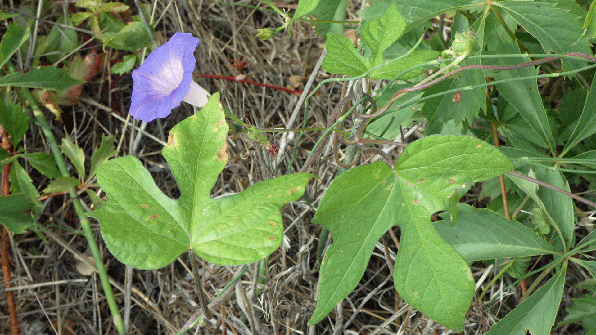 Rio Grande Bosque, Albuquerque, September 2020