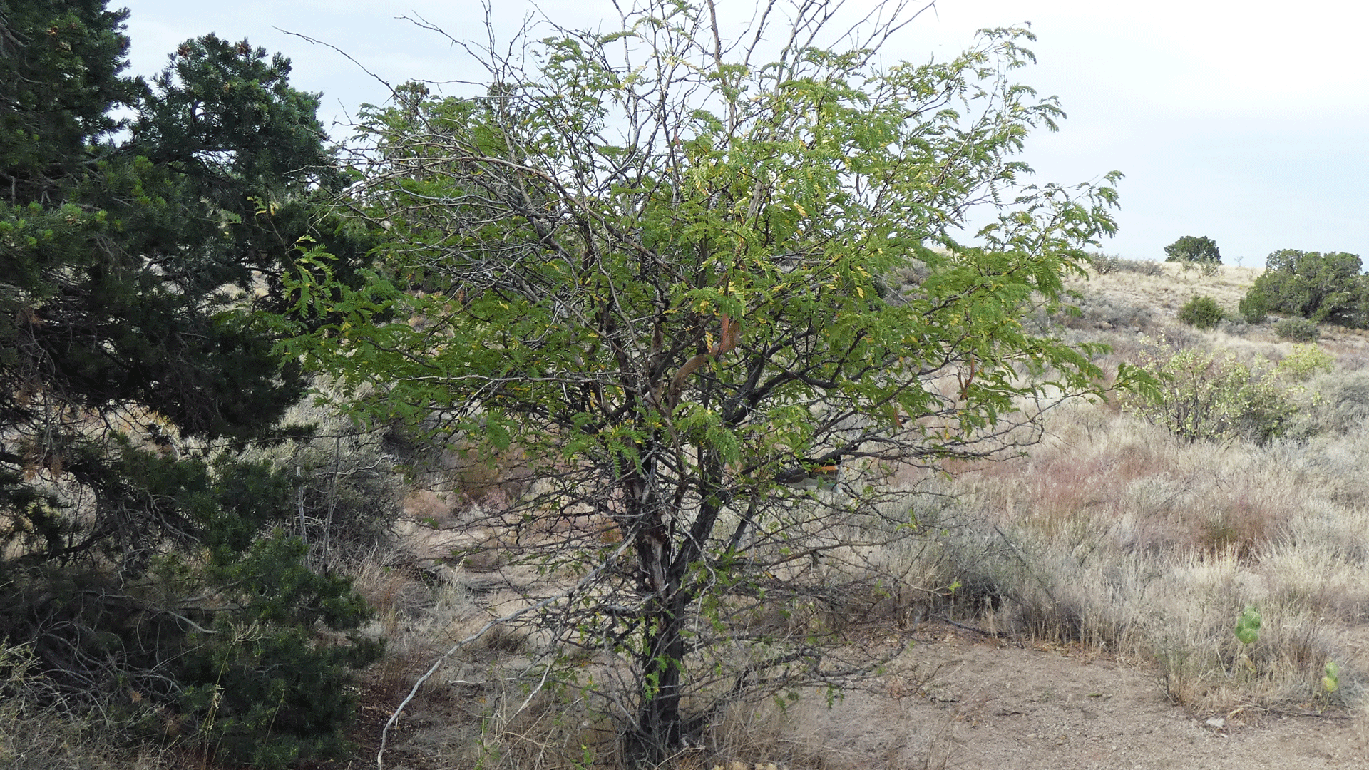 West foothills of the Sandia Mountains, August 2020