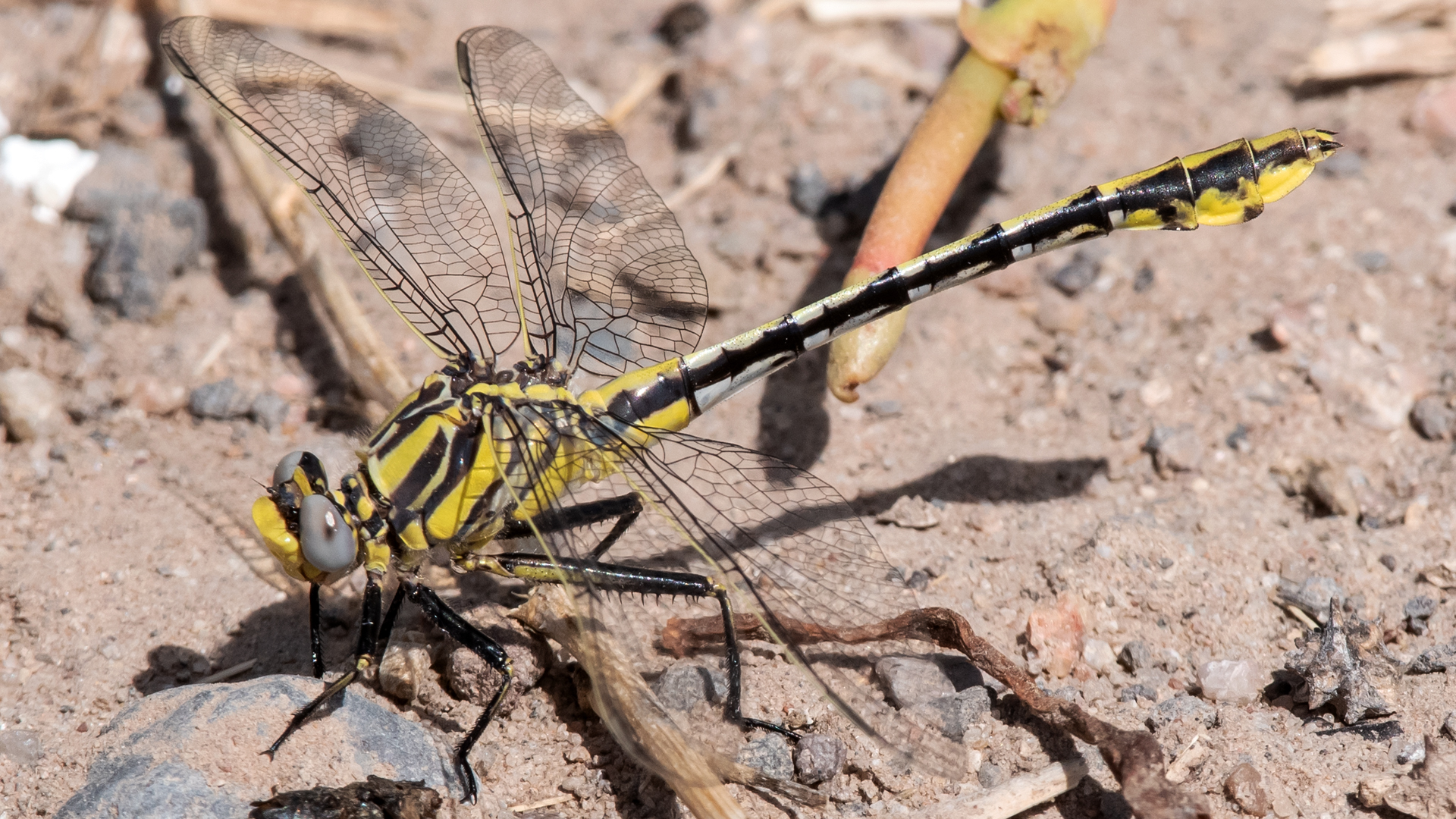 Female, Isleta Lakes, June 2023