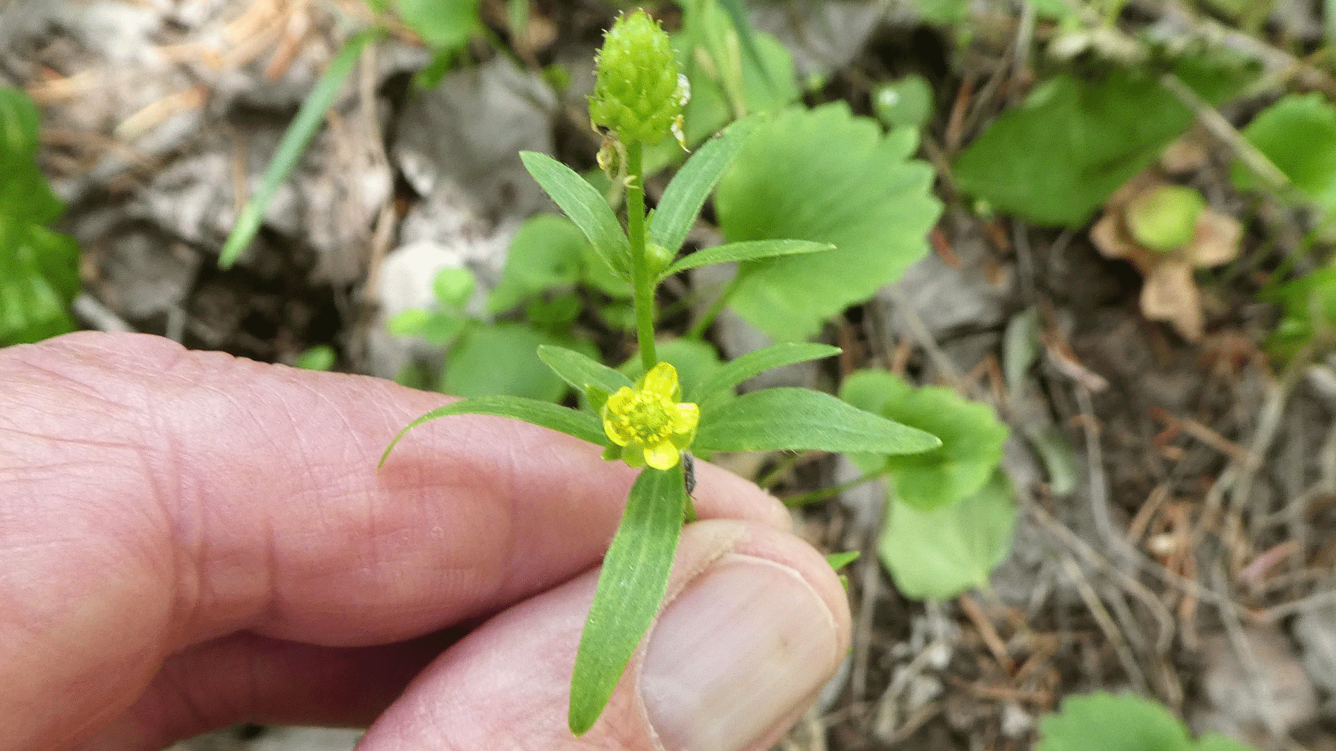 Pointy upper leaves, Sandia Mountains, June 2020