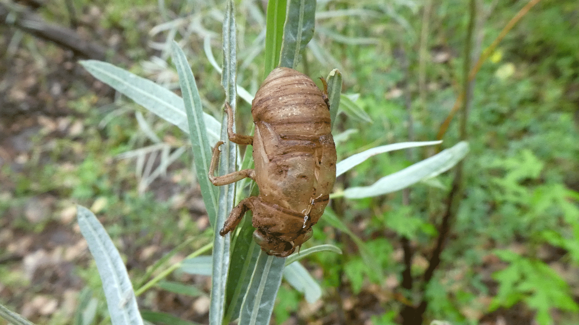 Nymph exoskeleton, Rio Grande Bosque, Albuquerque, July 2020