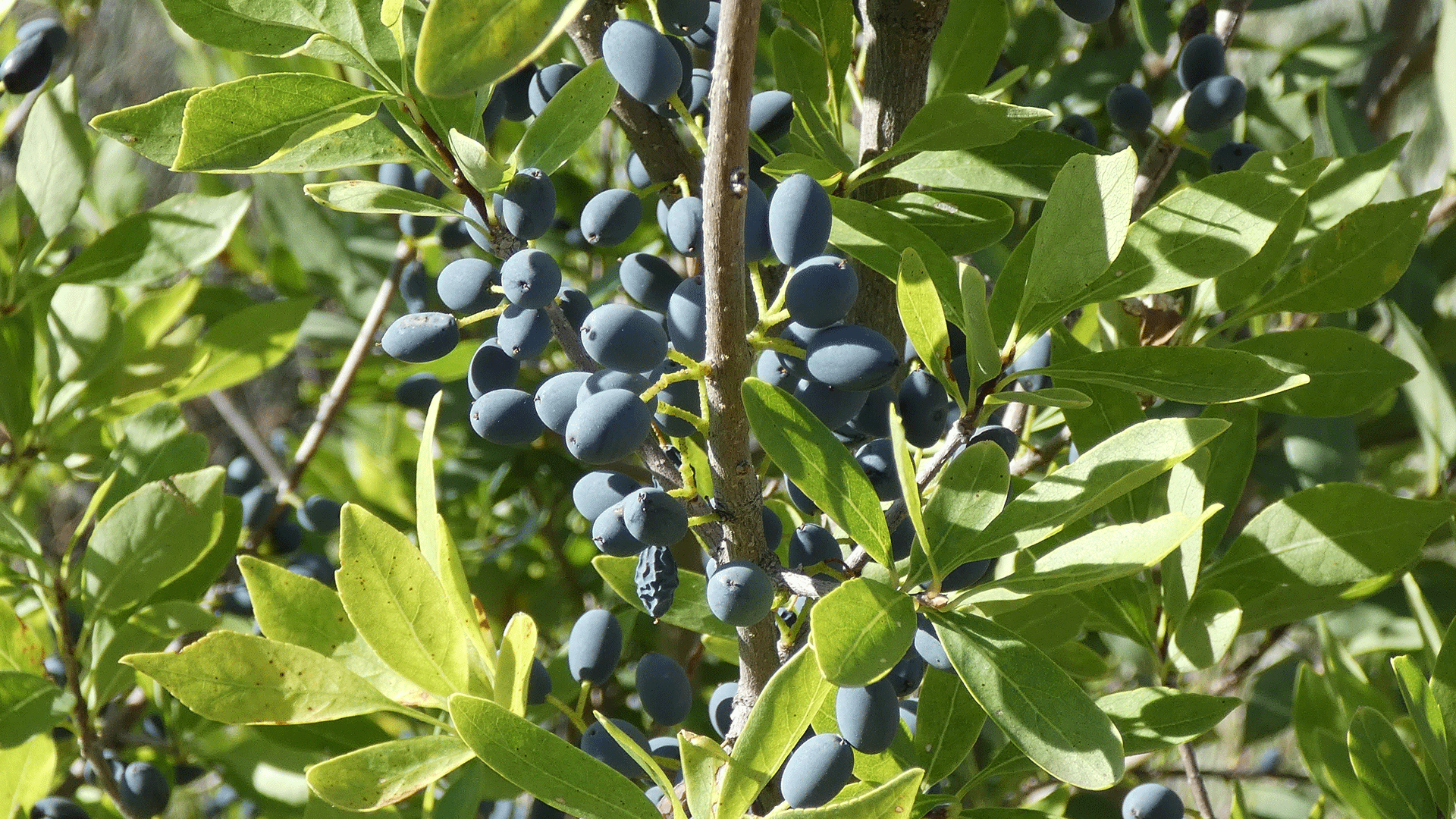 Fruit, Rio Grande Bosque, Albuquerque, August 2020