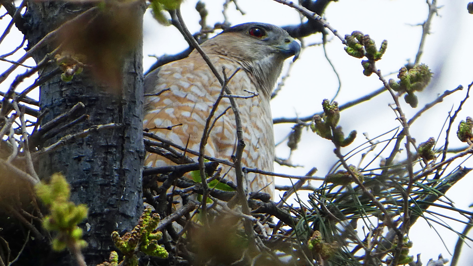 Adult on nest, Albuquerque, April 2020