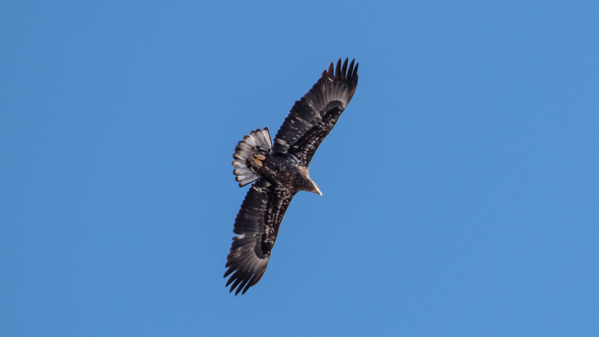 Immature, Albuquerque, February 2023