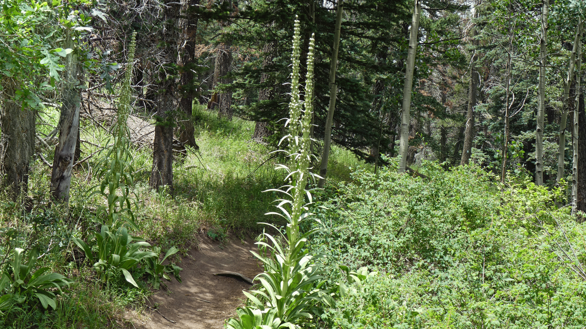 Upper Sandia Mountains, July 2019