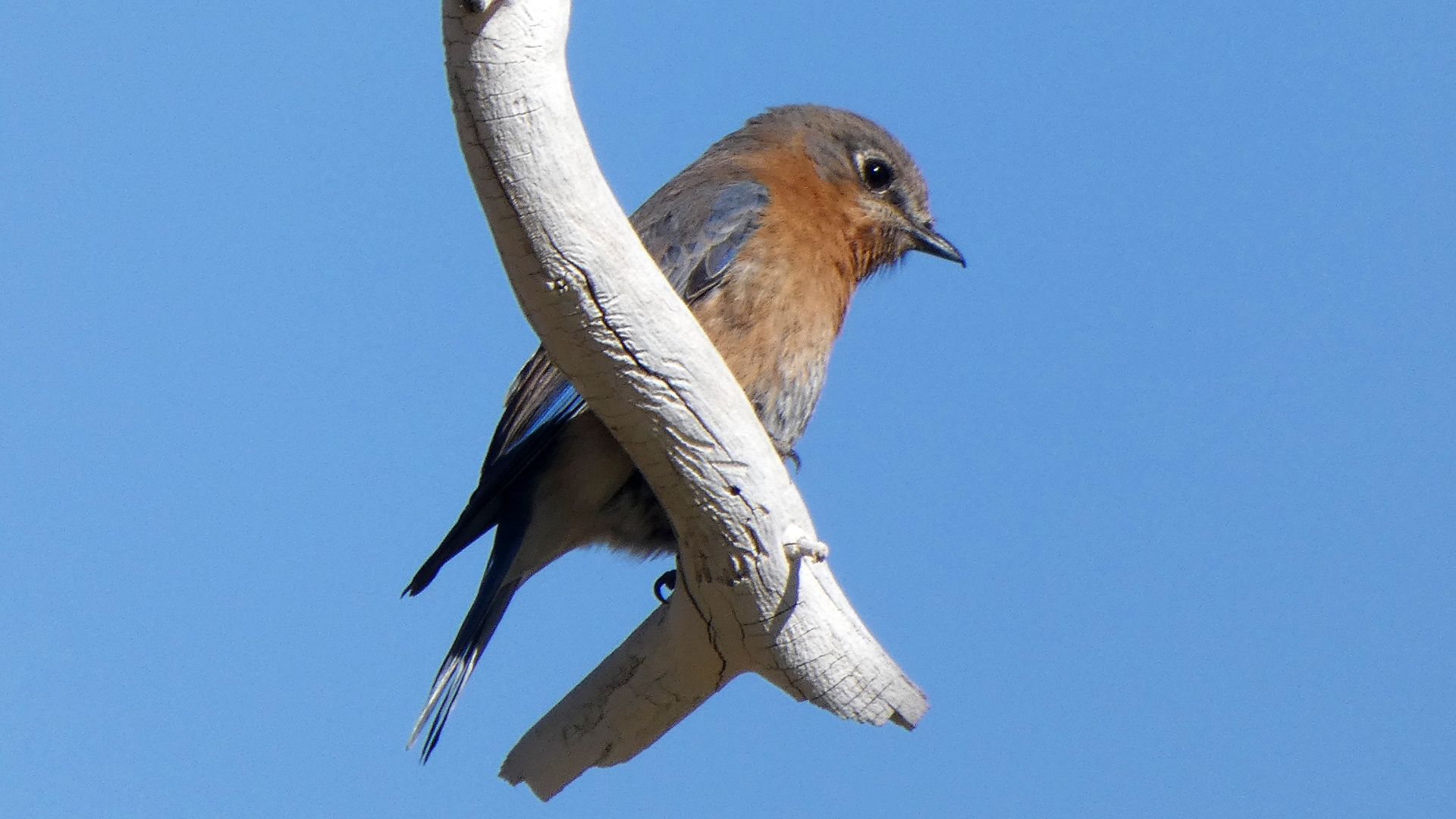 Female/immature, Rio Grande Bosque, Albuquerque, March 2021