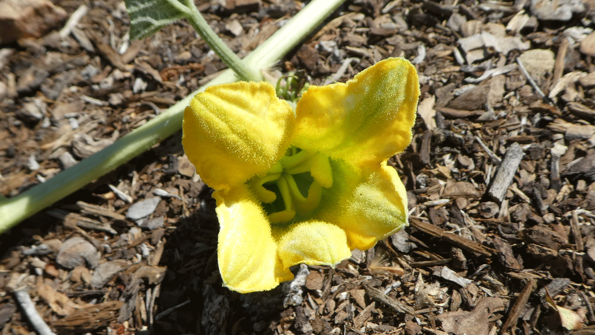 Young male flowers, Albuquerque, June 2020