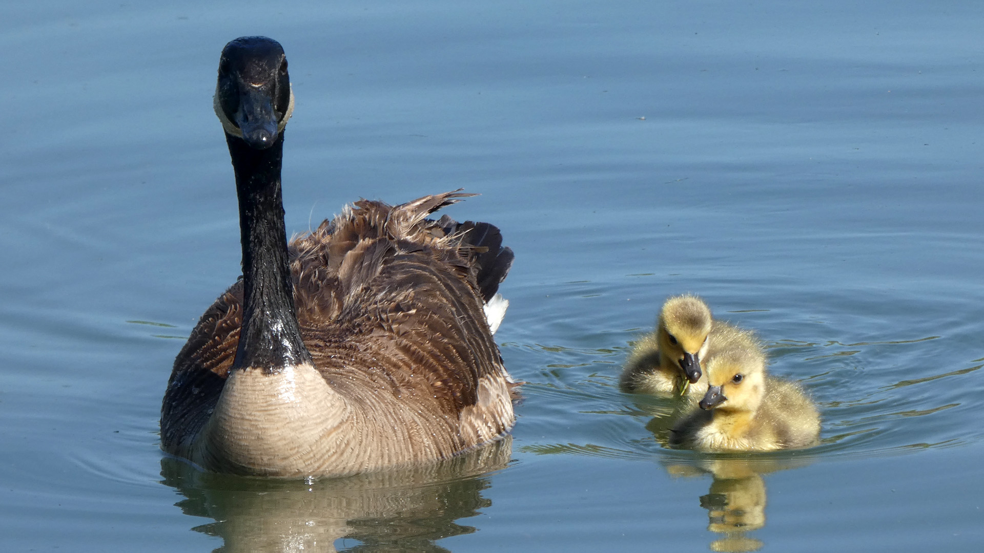 Goslings, Rio Grande Bosque, Albuquerque, May 2021