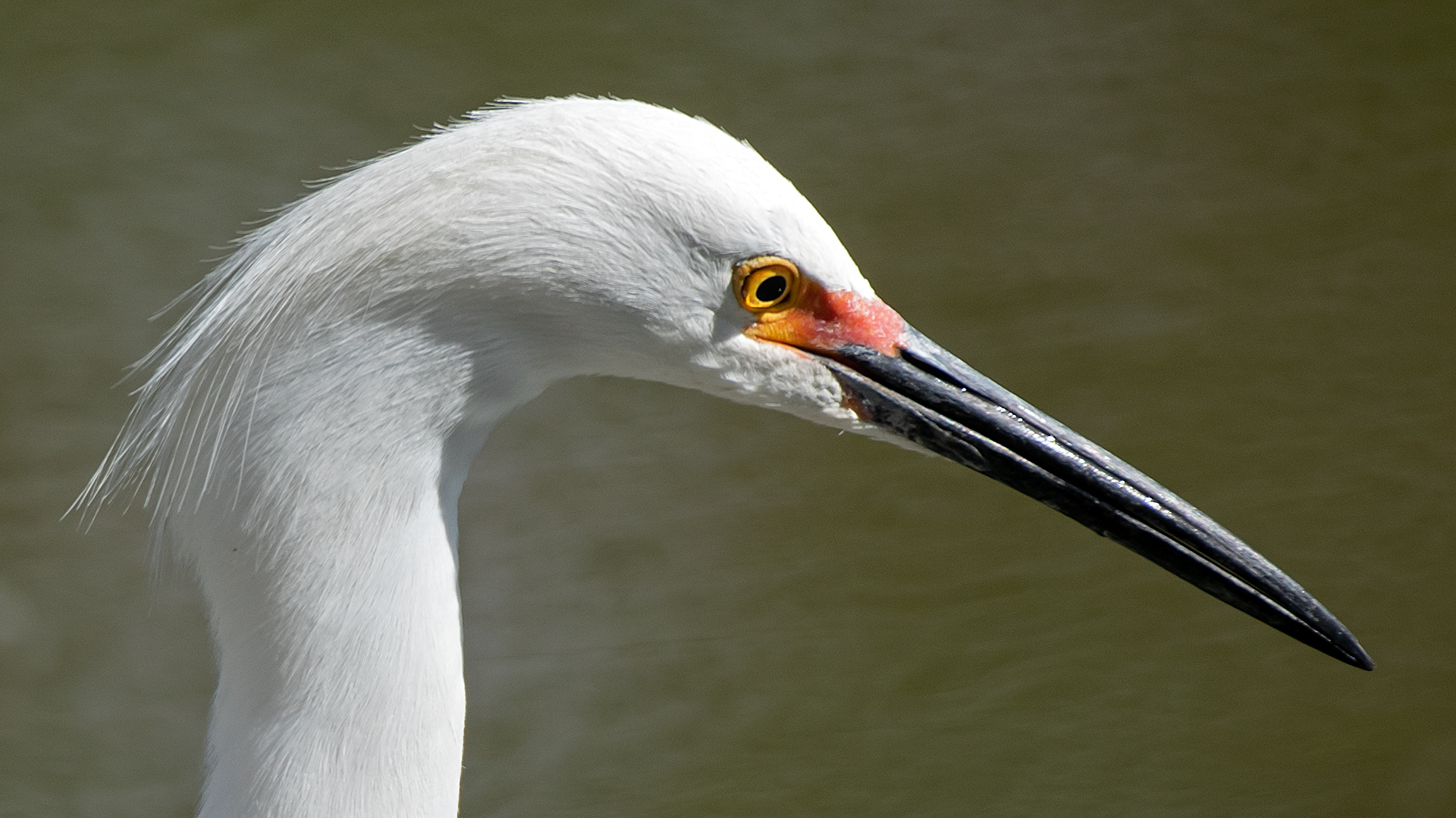 Rio Grande Nature Center, April 2025