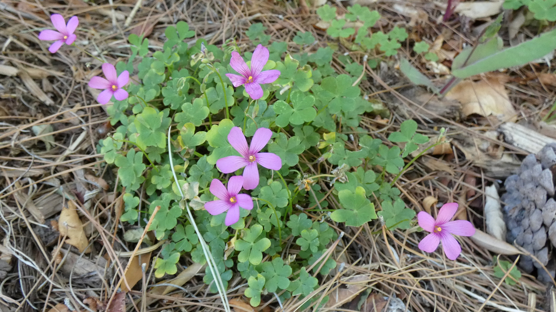Pink Wood Sorrel? Albuquerque, May 2021