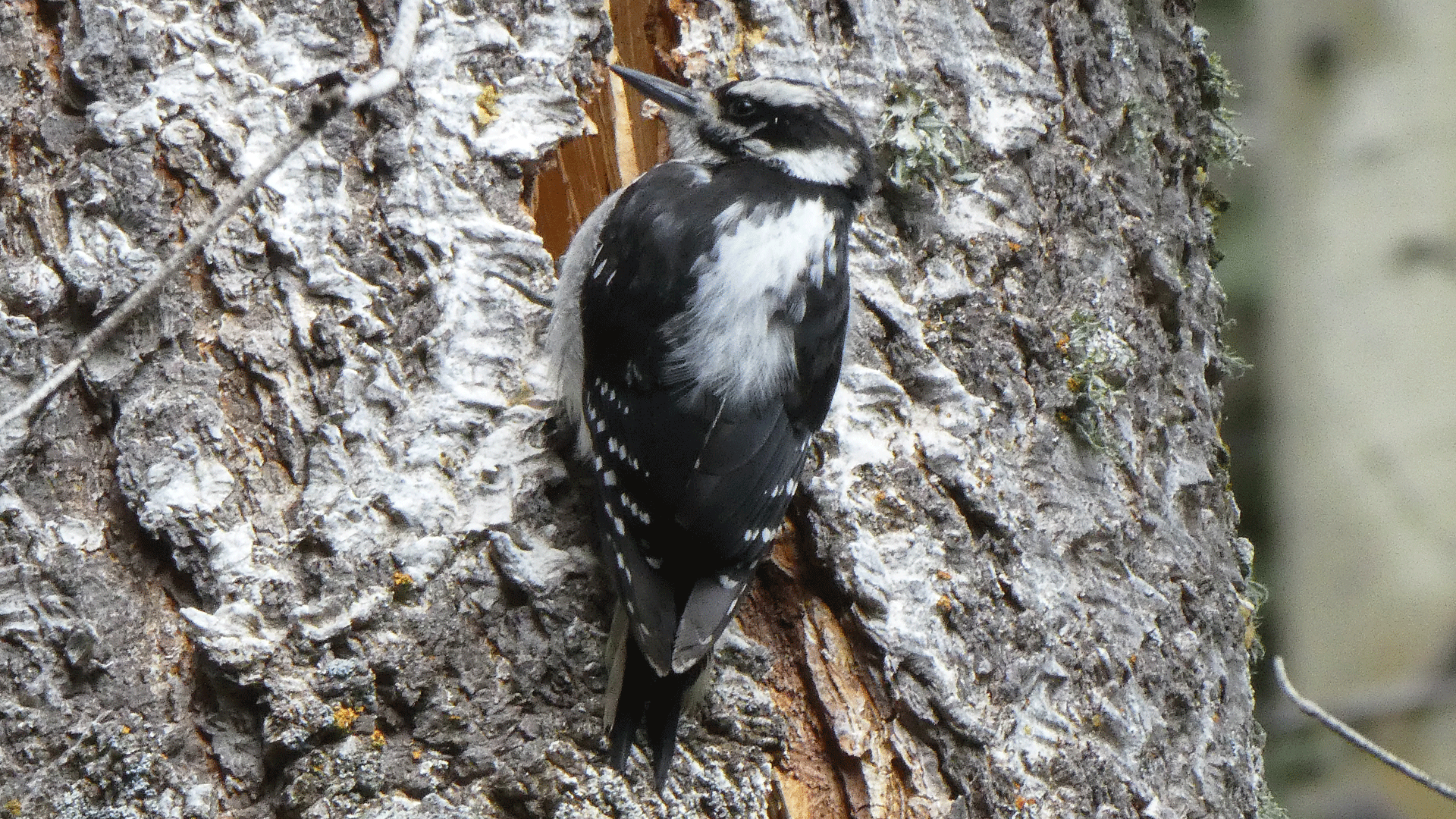 Female, Sandia Mountains, July 2020