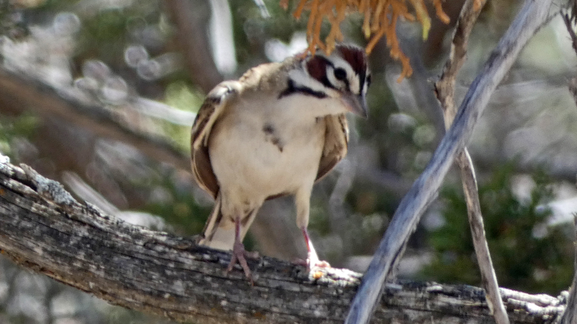 Adult, East Mountains, May 2022