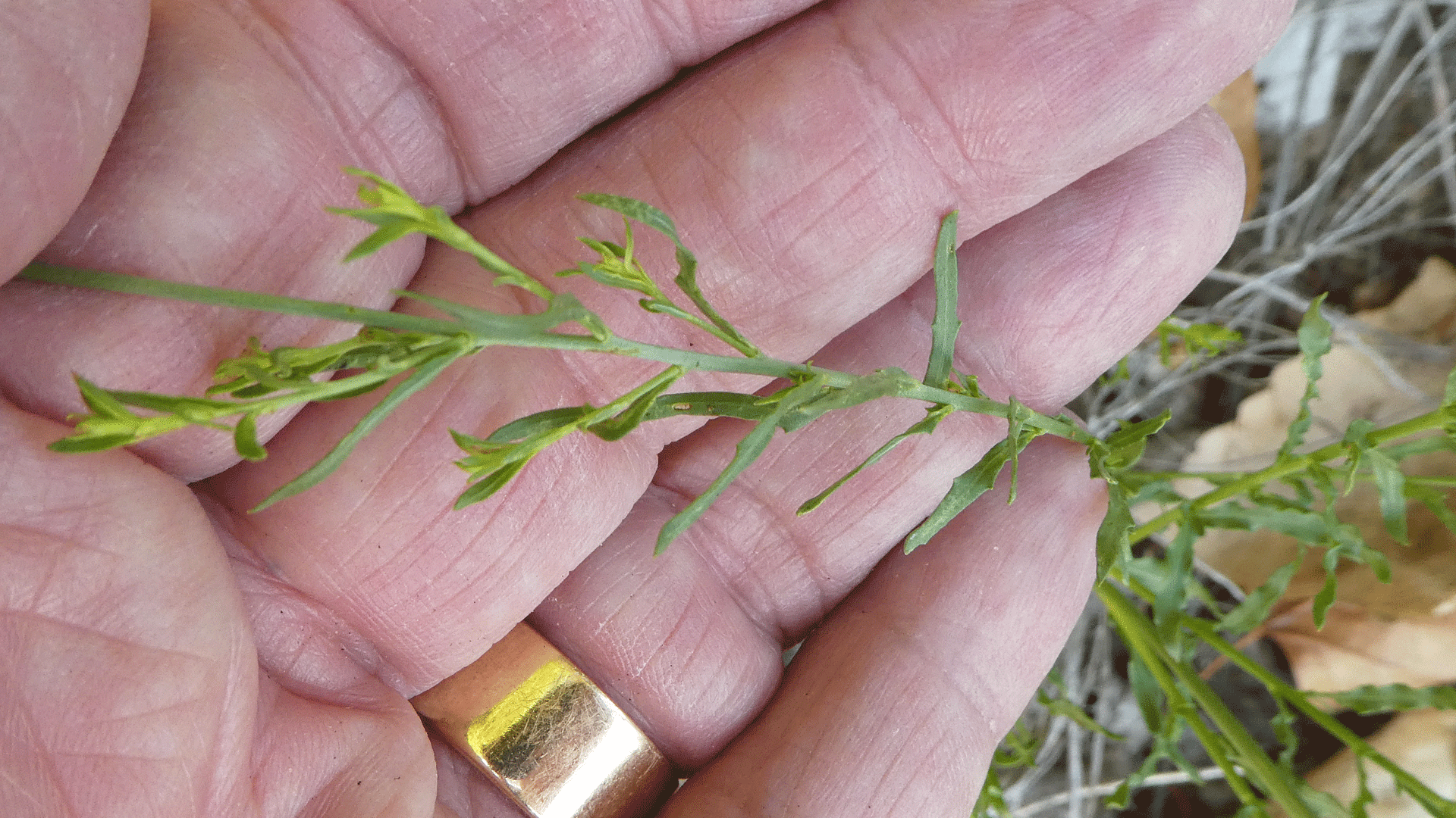 Stem and leaves, Albuquerque, May 2020