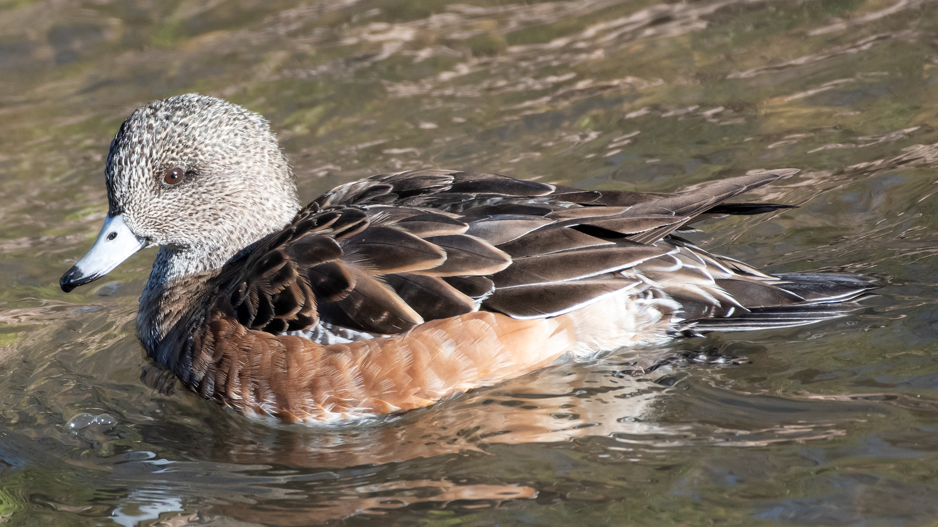 Female, Albuquerque, November 2025