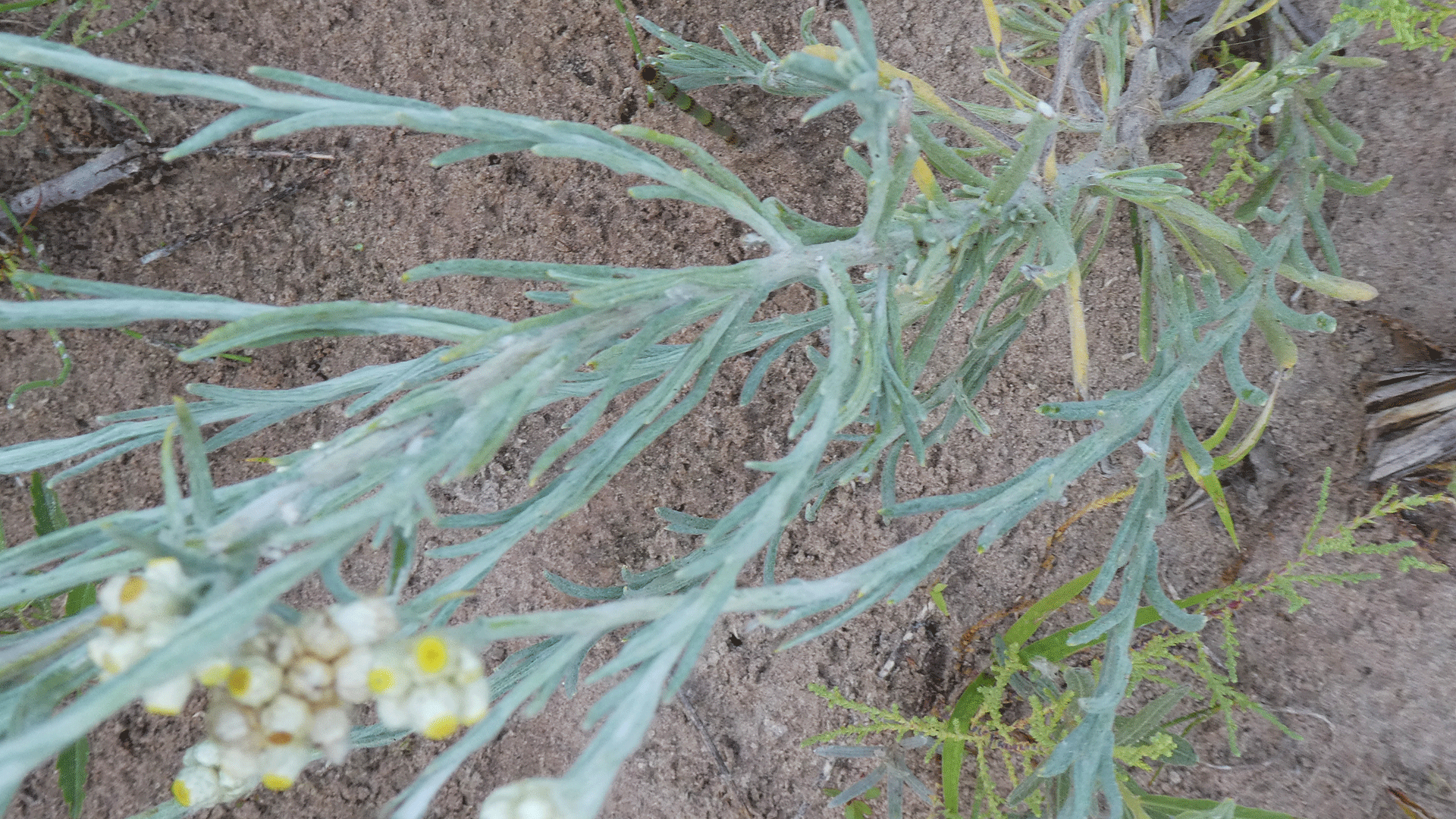 Rio Grande Bosque, Albuquerque, July 2020