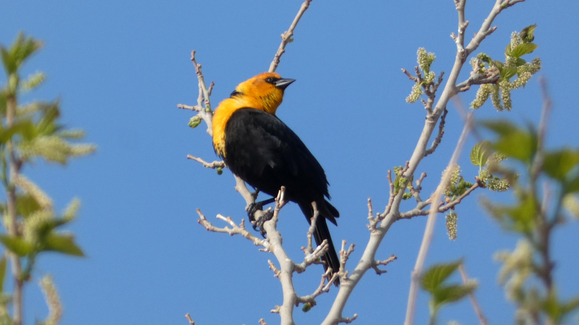 Male, South Valley, Albuquerque, April 2022