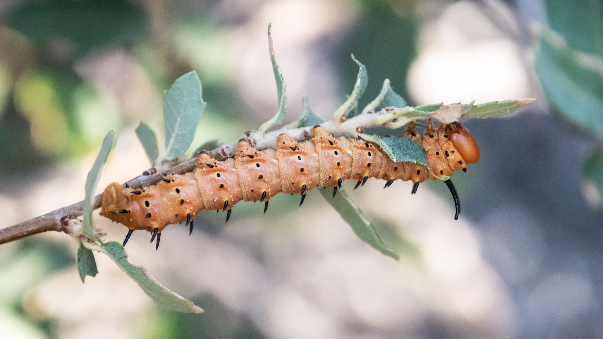 On scrub oak, Sandia Mountains west foothills, August 2025