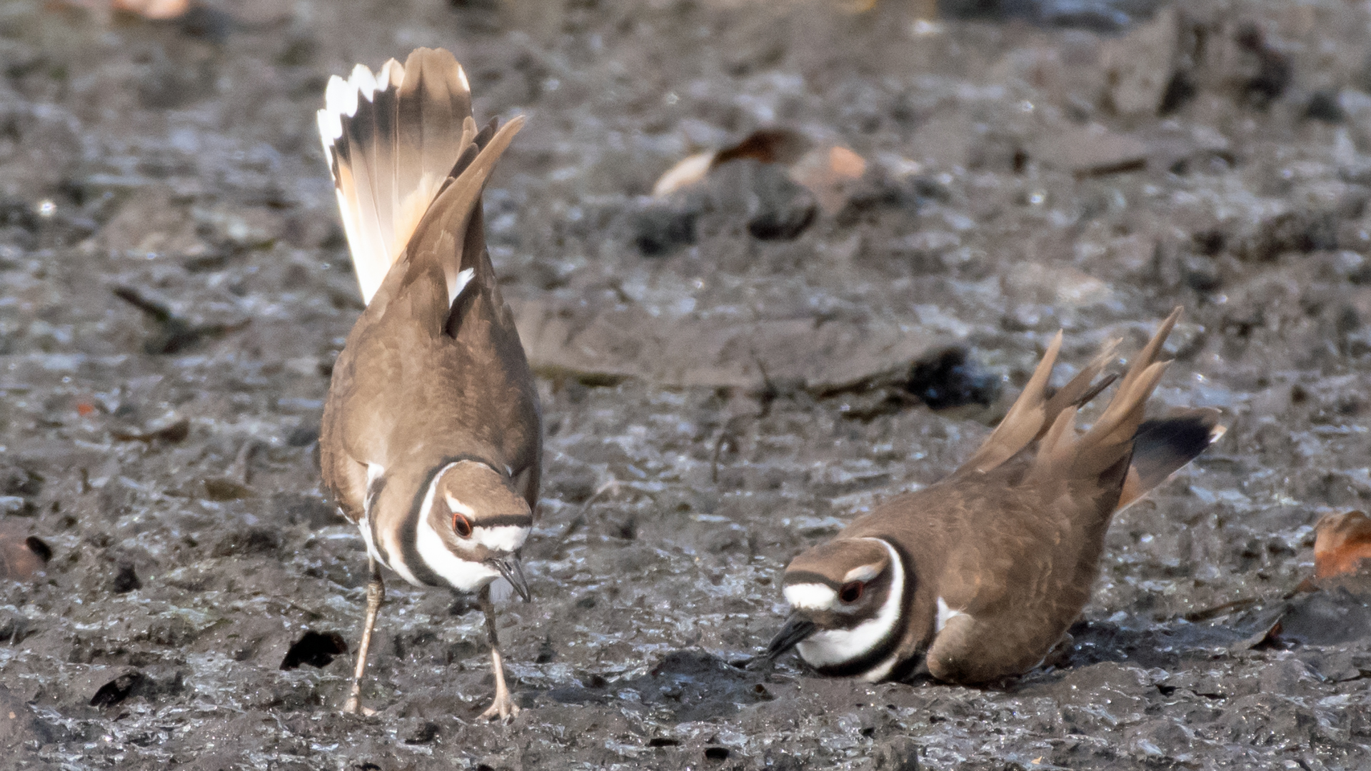 Courtship displays, Albuquerque, November 2023