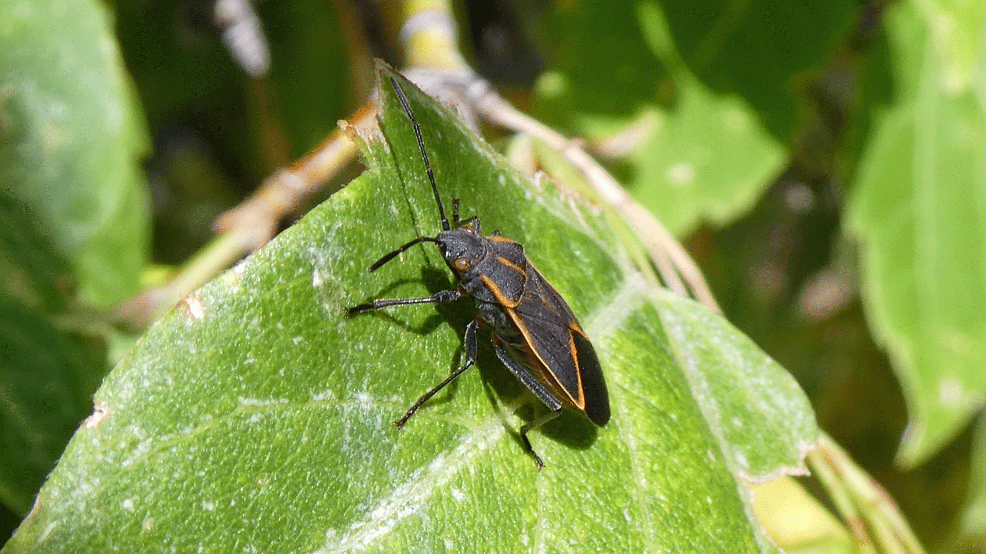 On box elder leaf, Sandia Mountains west foothills, September 2020