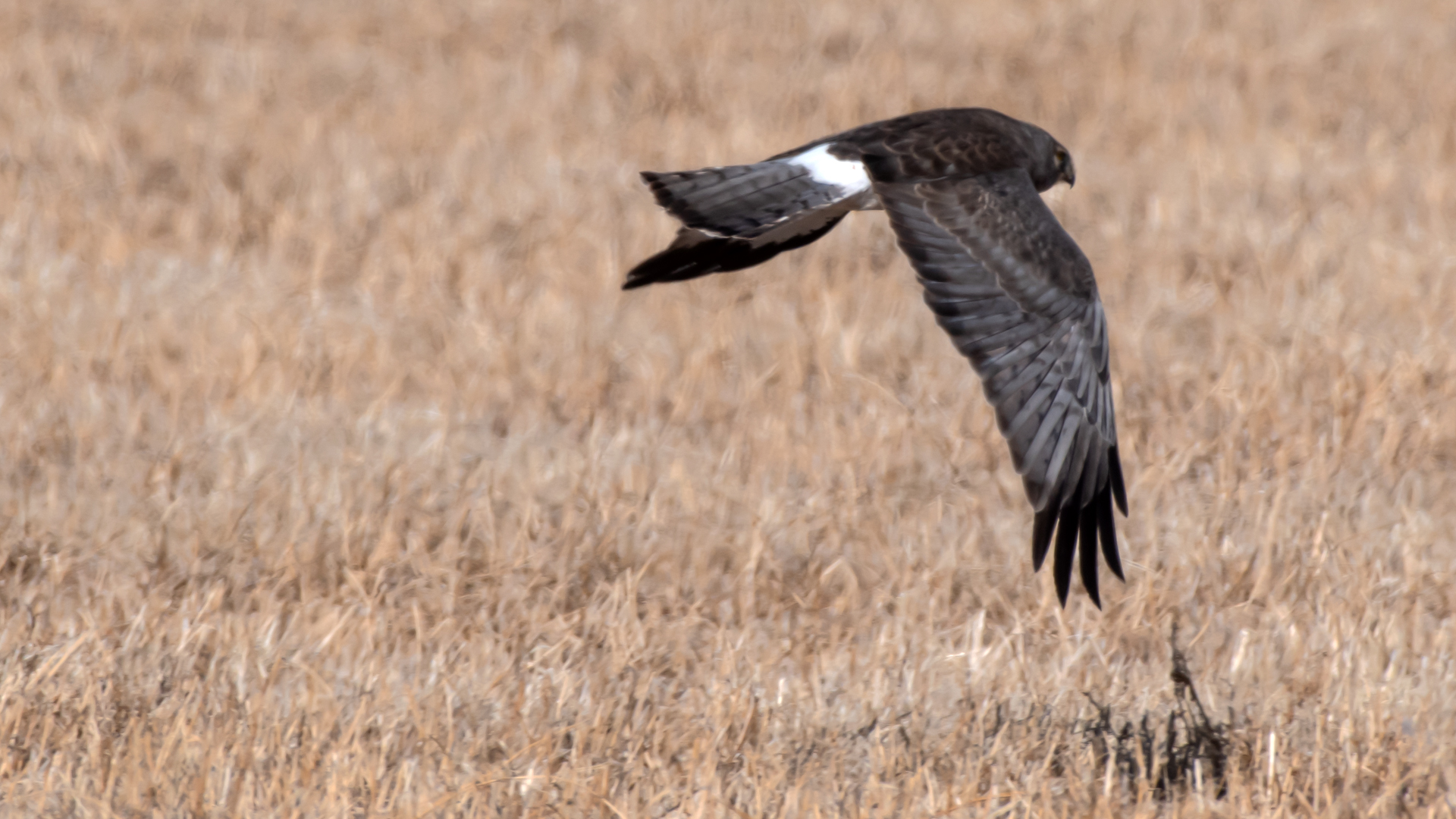 Male, Los Poblanos Open Space, January 2024