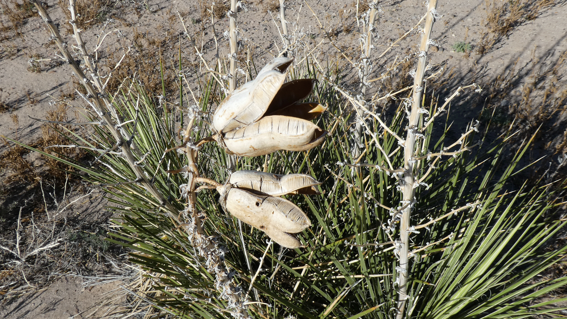 The previous year's seed pods, Albuquerque, July 2020