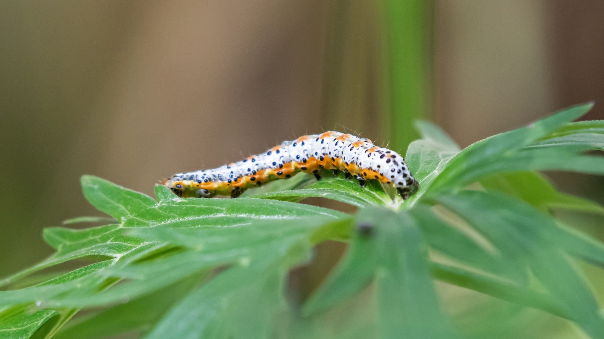 Upper Sandia Mountains, August 2025