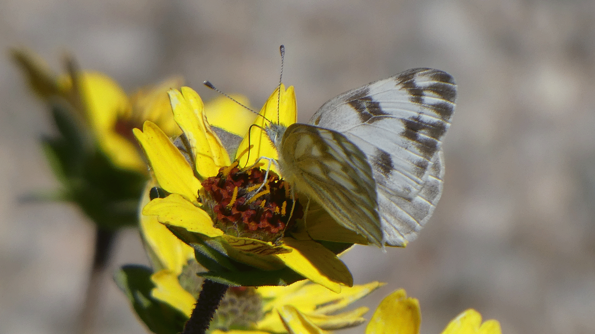 Female on chocolate flower, Albuquerque, May 2020