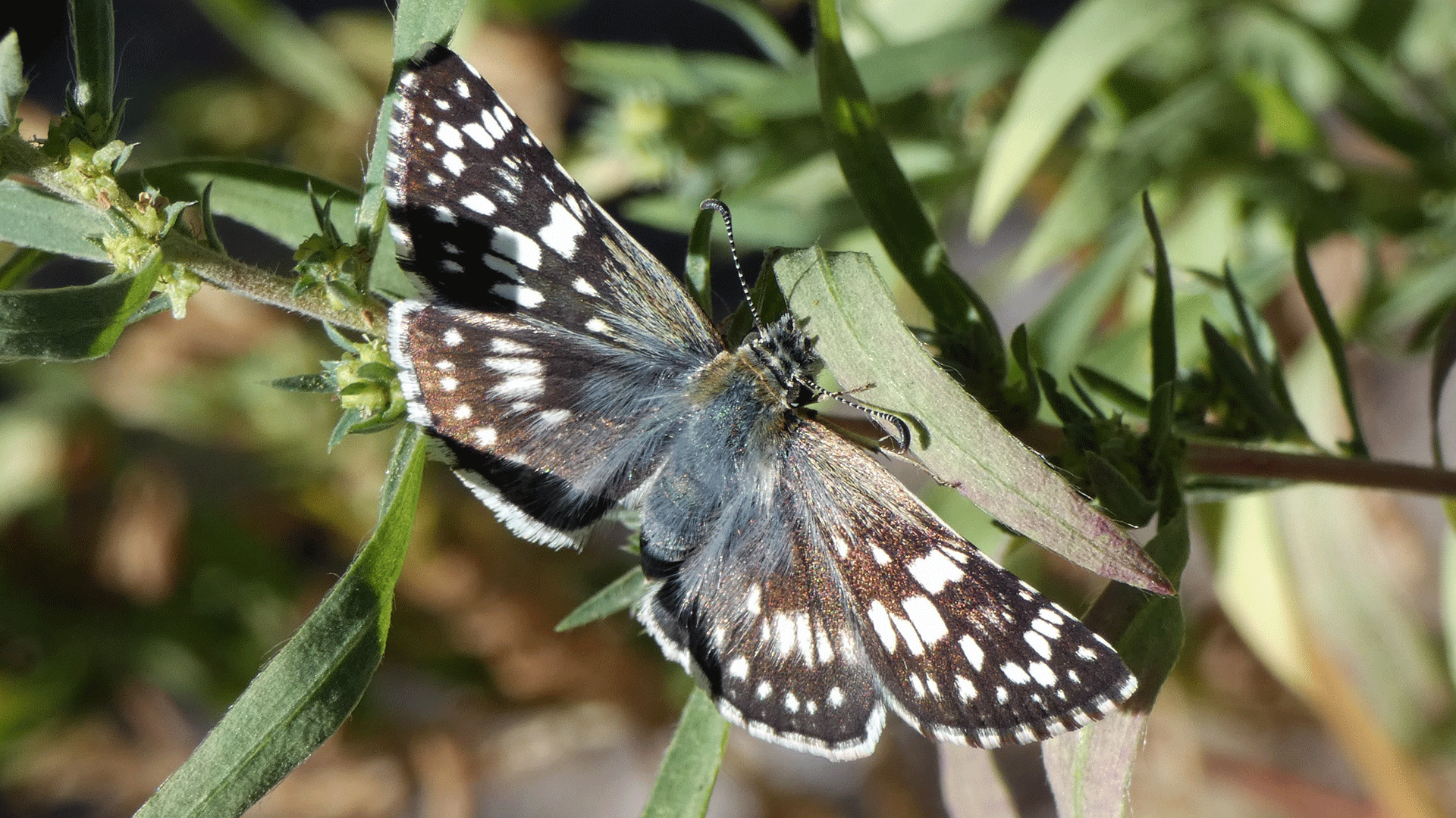 Female, Rio Grande Bosque, Albuquerque, September 2020