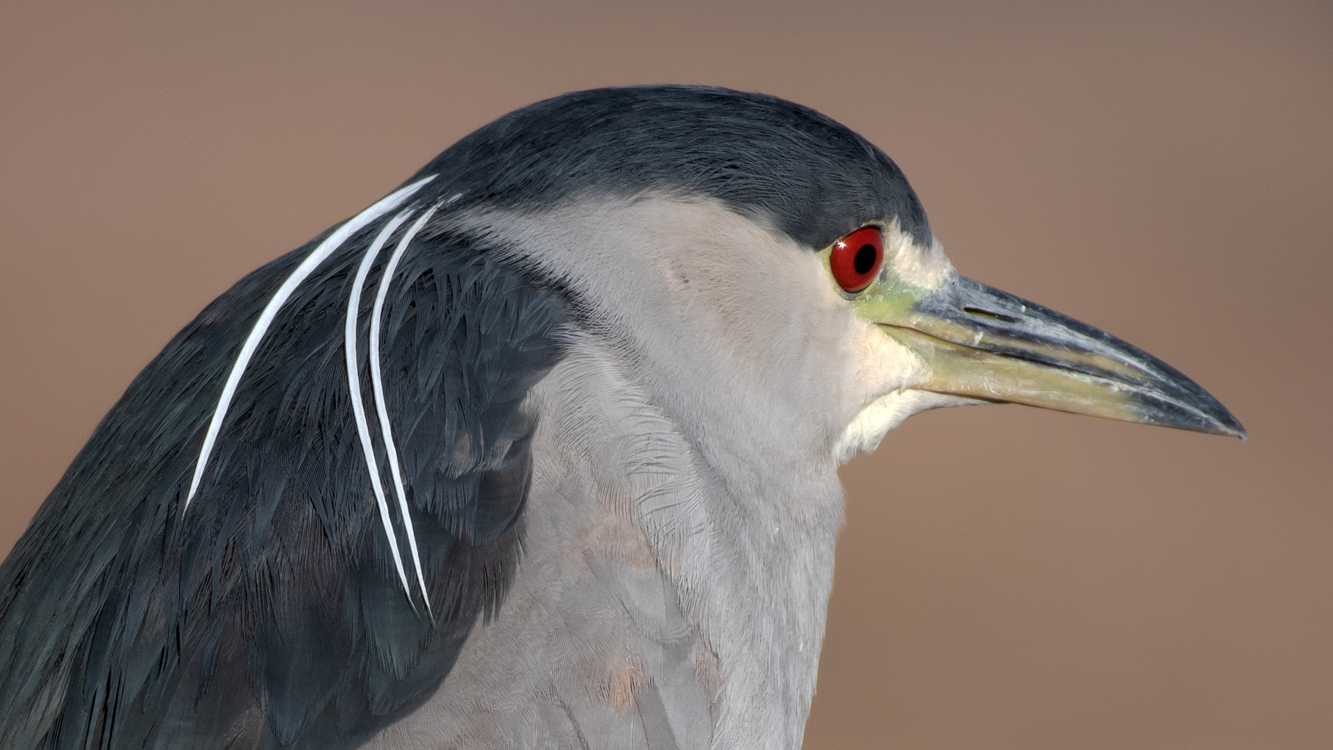 Immature, Tingley Beach, Albuquerque, January 2025