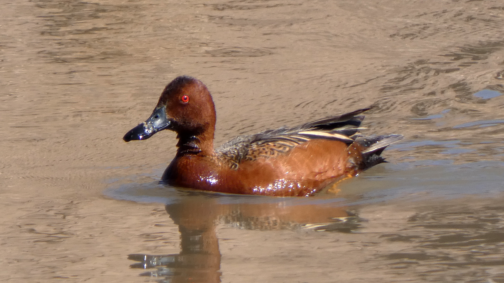 Breeding male, near Albuquerque Botanical Garden, April 2021
