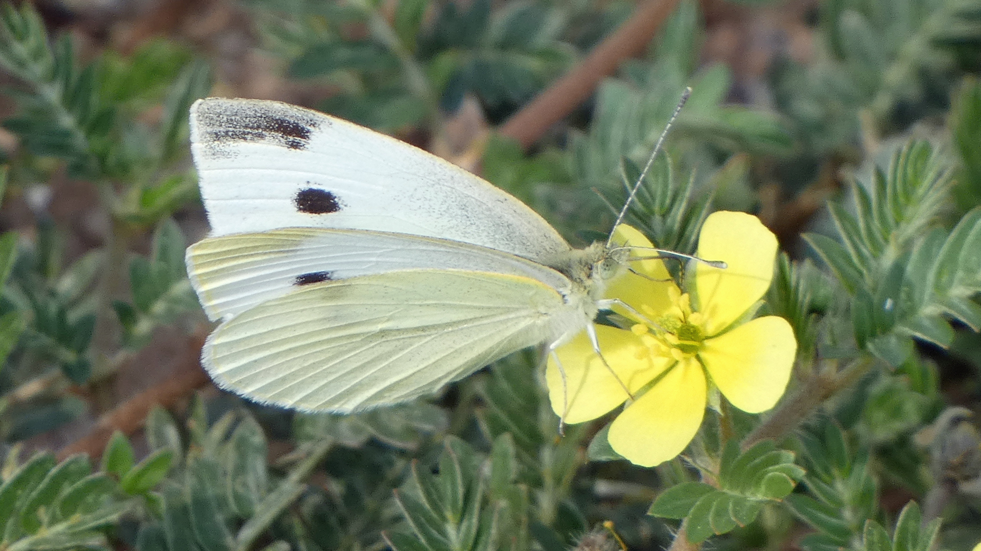 On puncturevine, Rio Grande Bosque, Albuquerque, September 2022