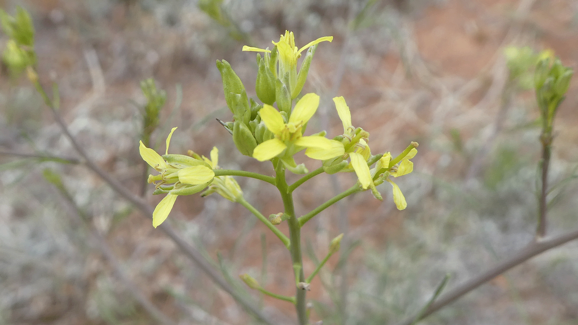 Sandia Mountain Foothills, May 2020