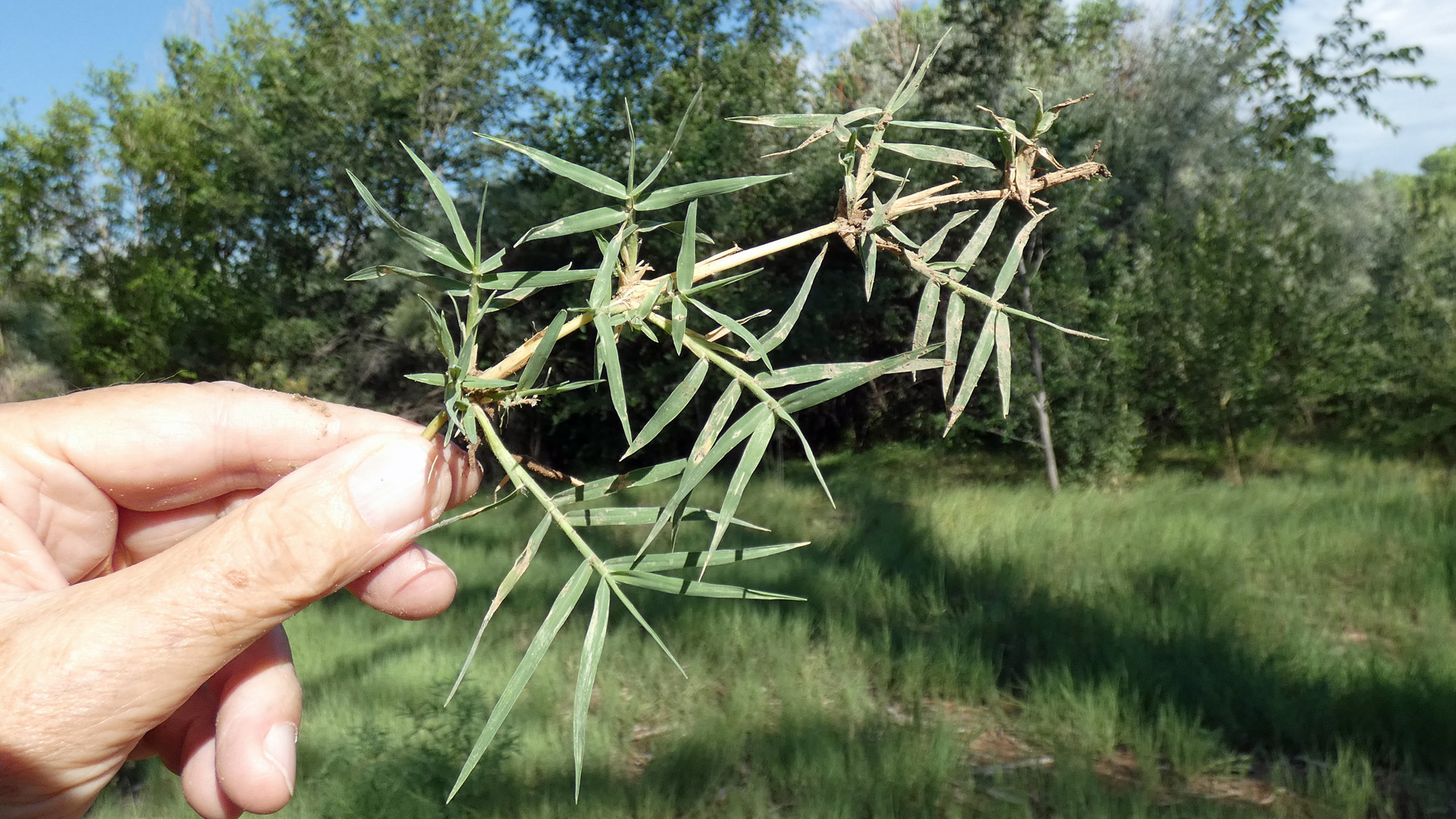 Rio Grande Bosque, Albuquerque, July 2022