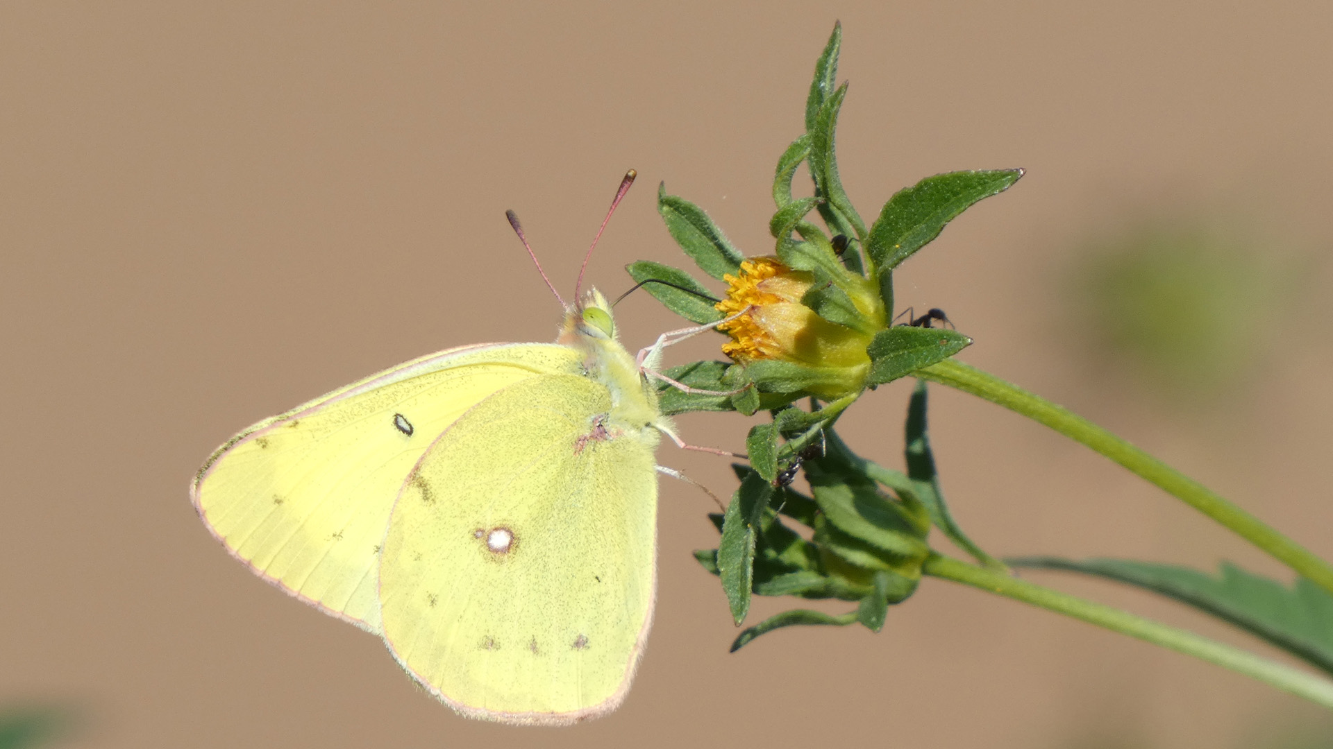 With clouded sulphur, Rio Grande Bosque, Albuquerque, September 2021