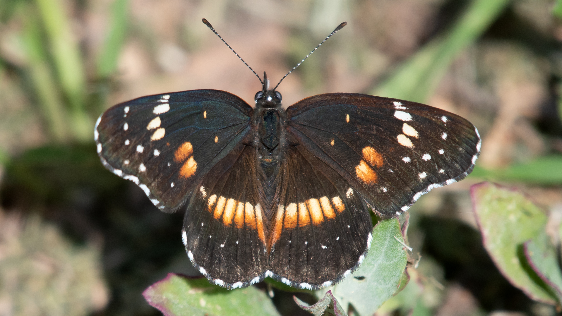 Intermediate form, Los Poblanos Open Space, May 2025