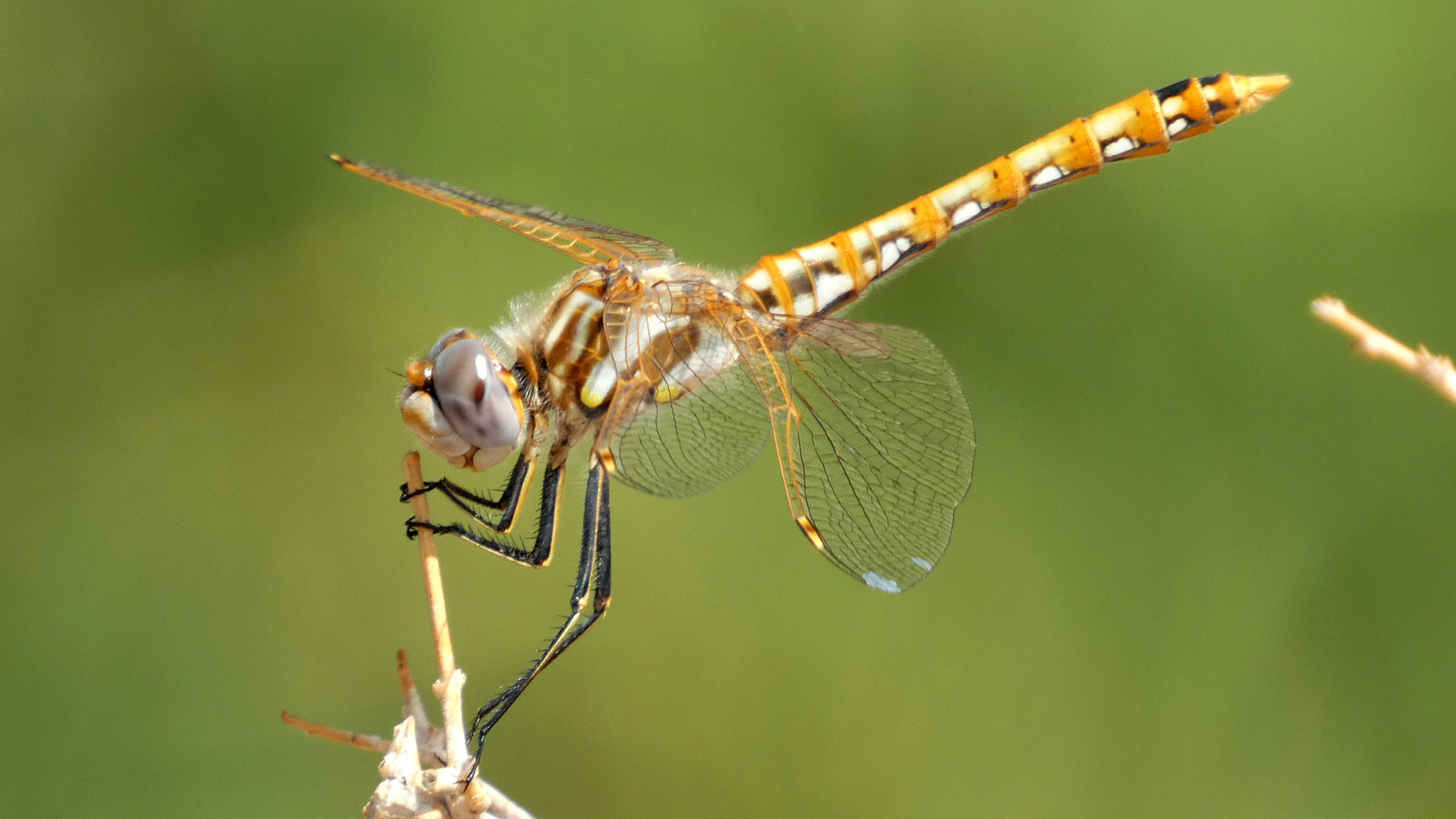 Immature male, Albuquerque, July 2021