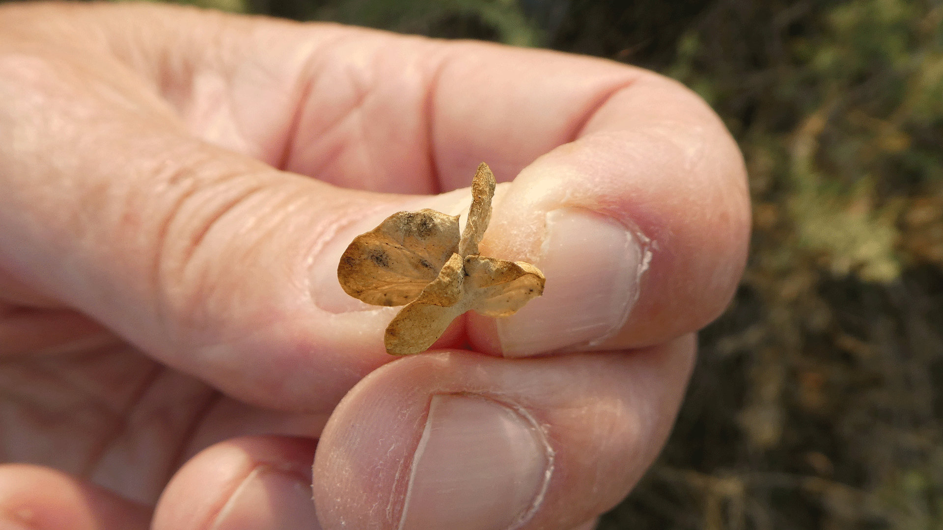 Dried fruit showing four "wings," Albuquerque, June 2020