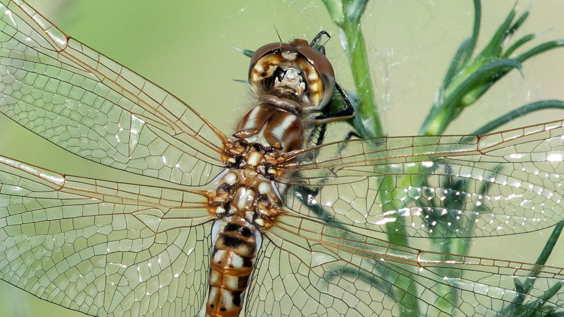 Immature male, Rio Grande Bosque, Albuquerque, July 2023