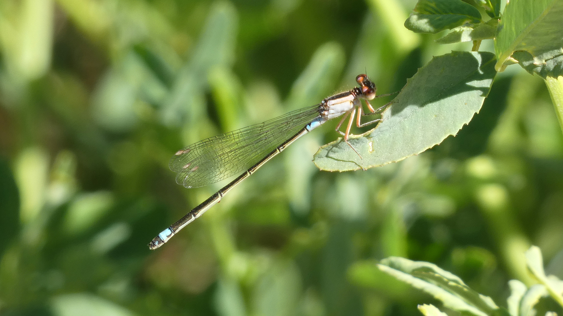 Female, Rio Grande Bosque, Albuquerque, May 2022